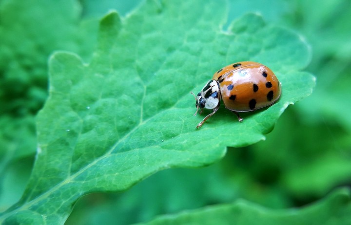 Ladybug