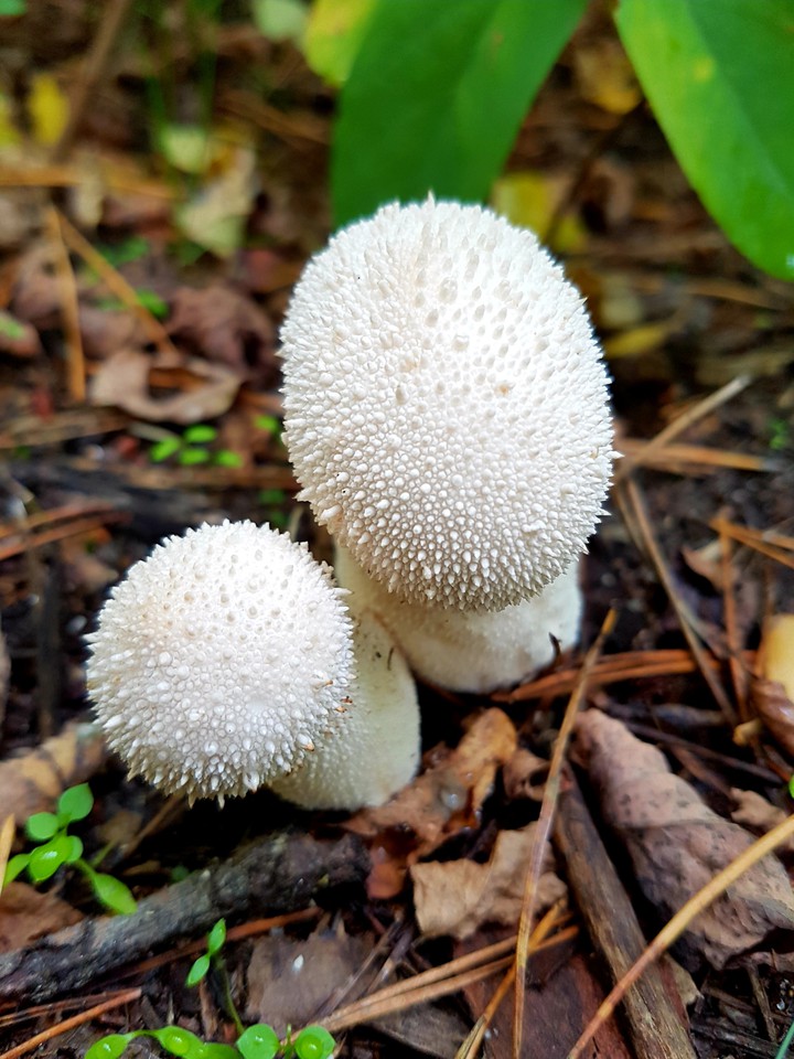 mushroom