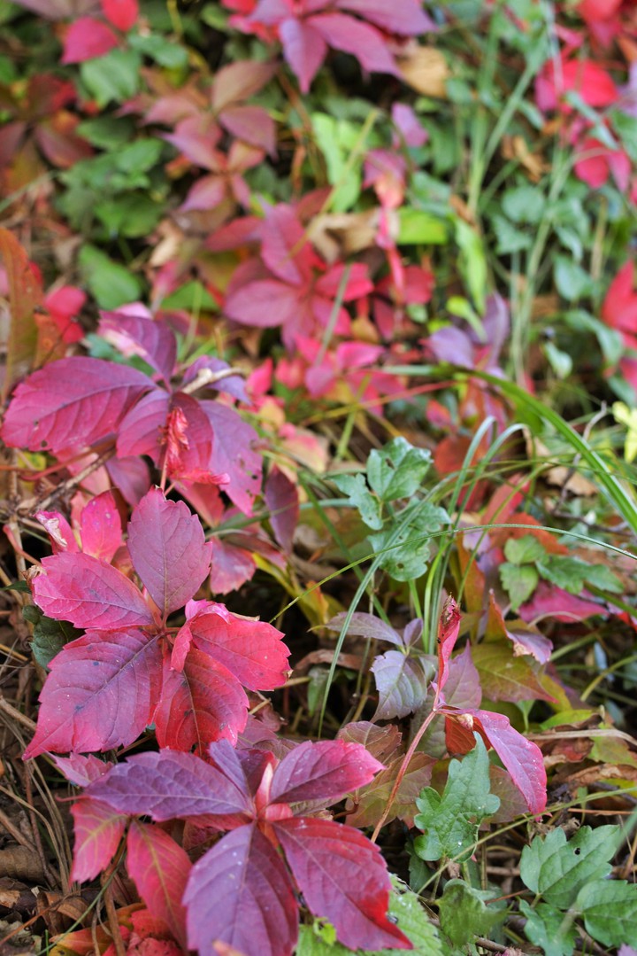 leaves