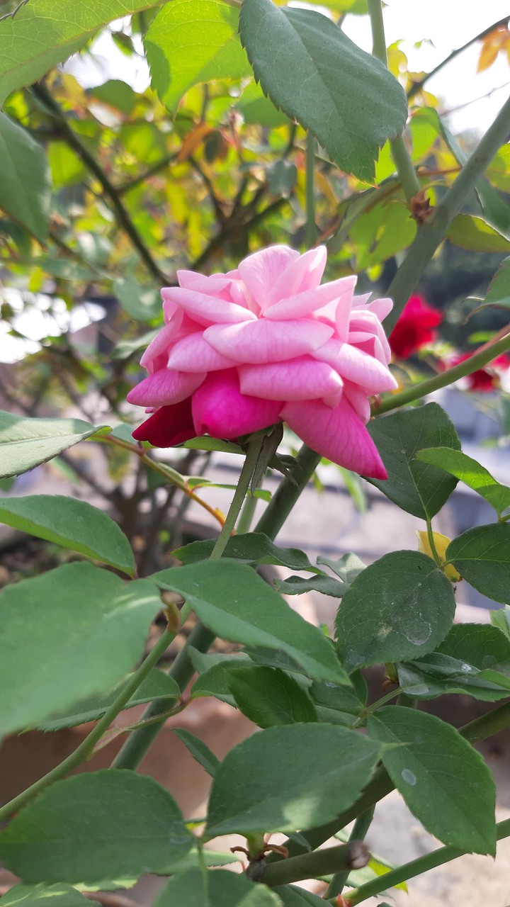 pink rose