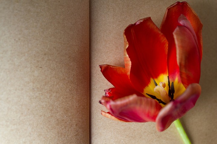 Tulip 
