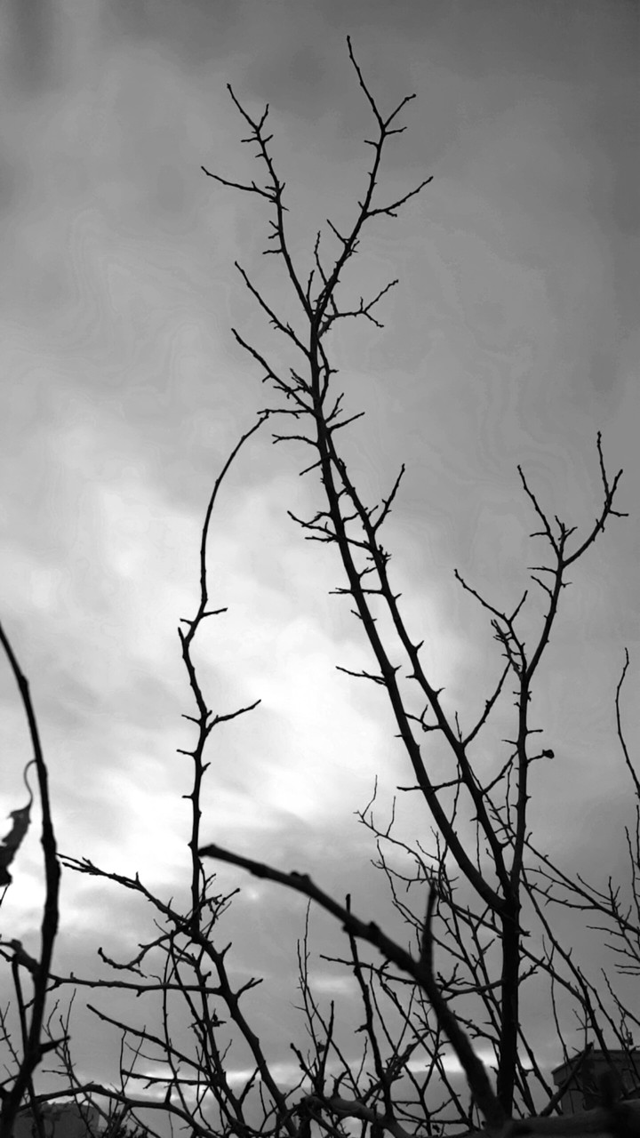 Bough