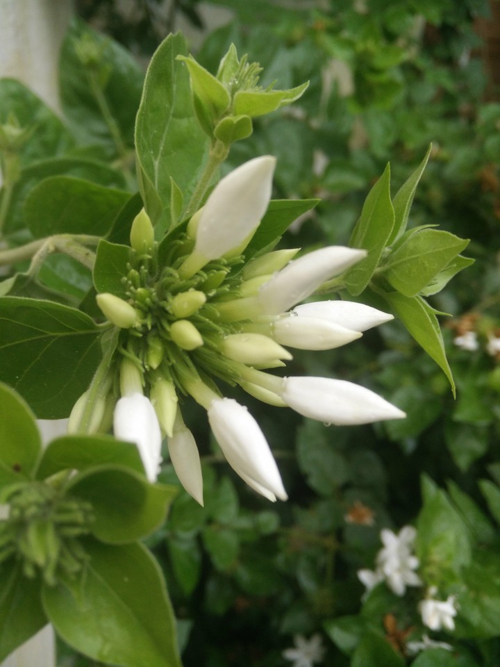 Jasmine