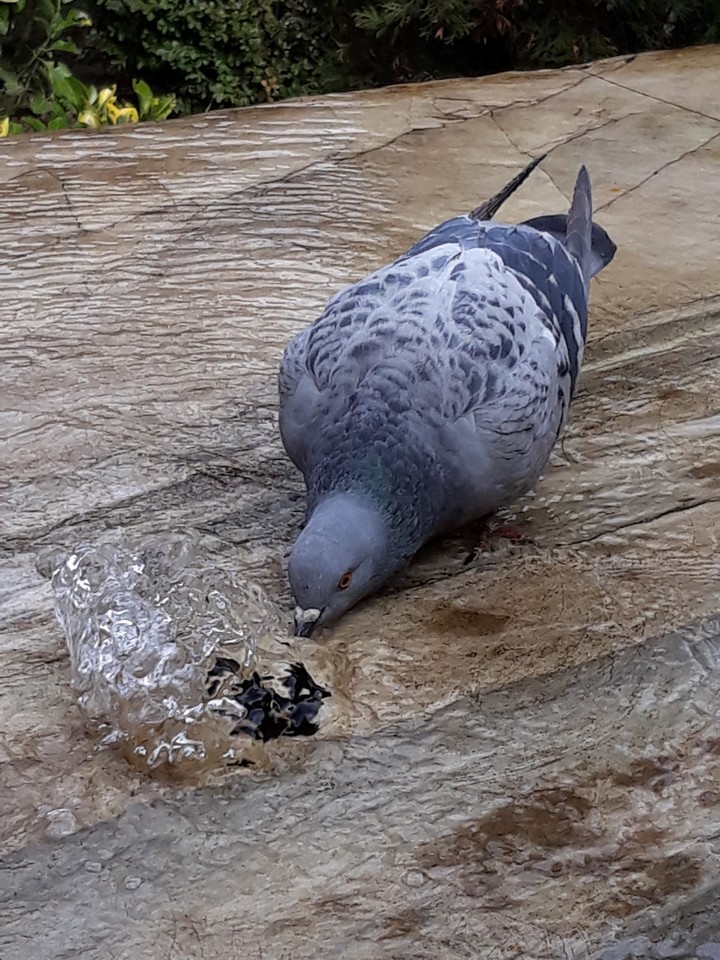 Bird