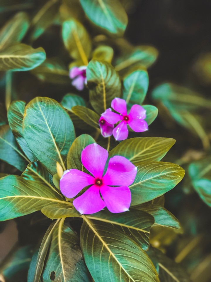 rosy periwinkle