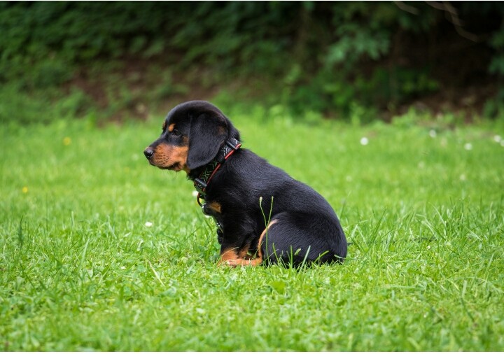black cute puppy❤