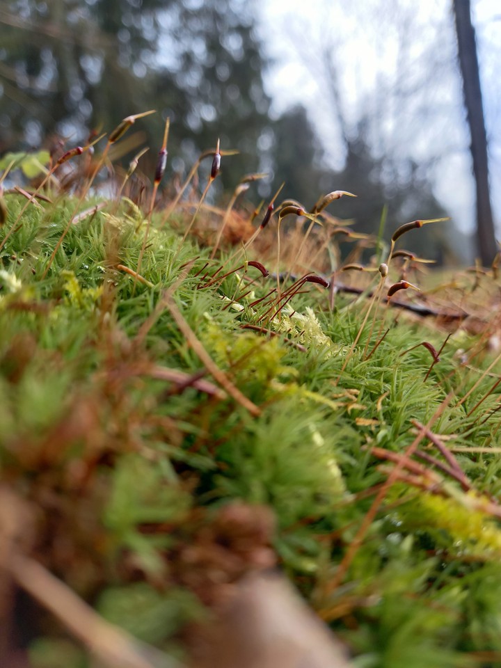Nature
