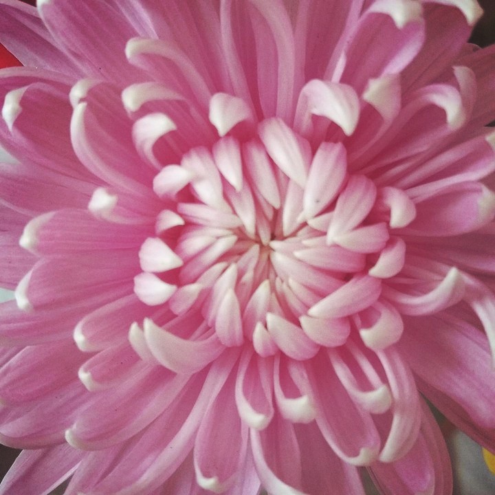 pink purple flower