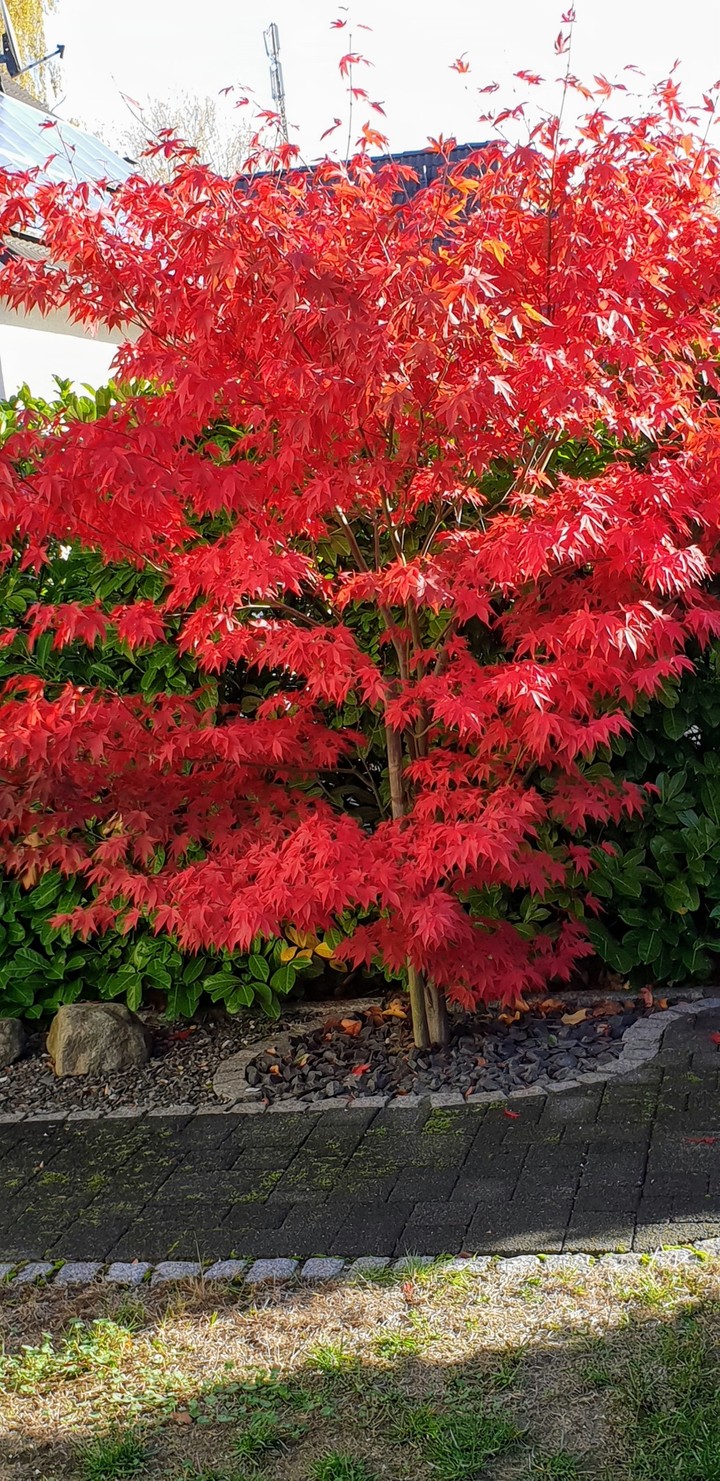 natur