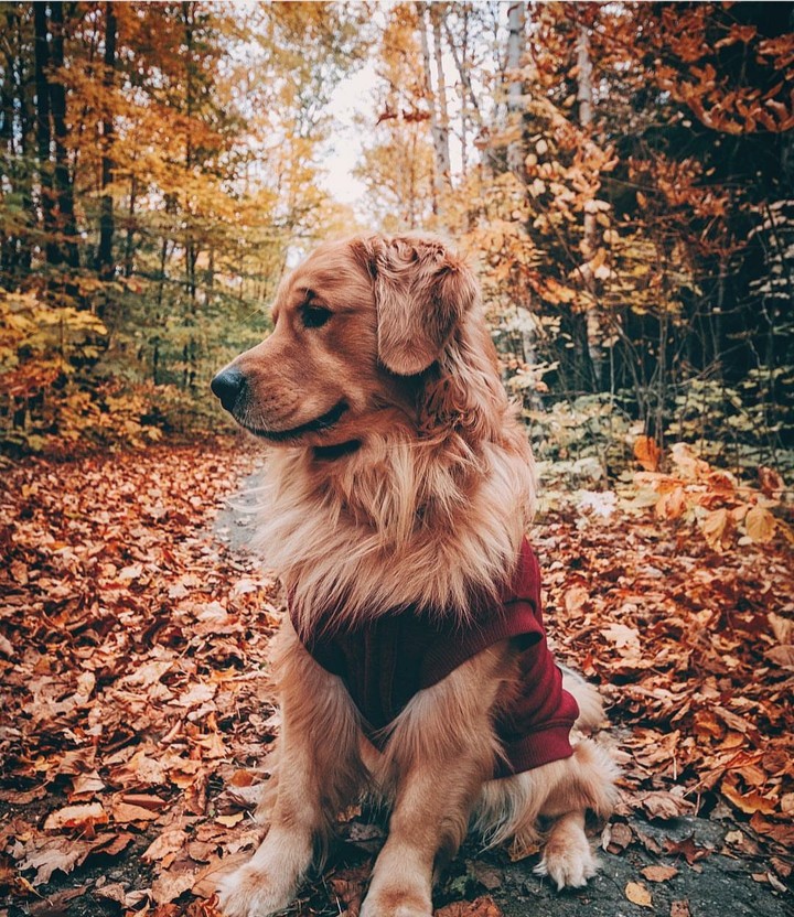 autumn dog