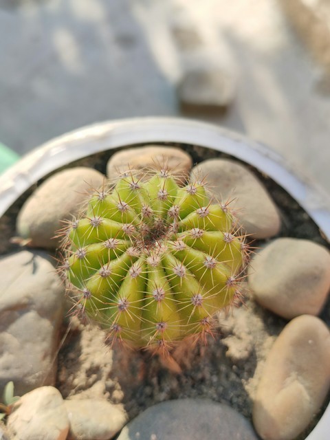new