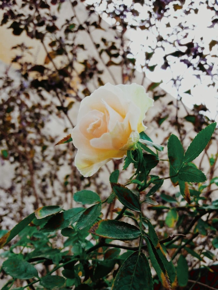 flower lover