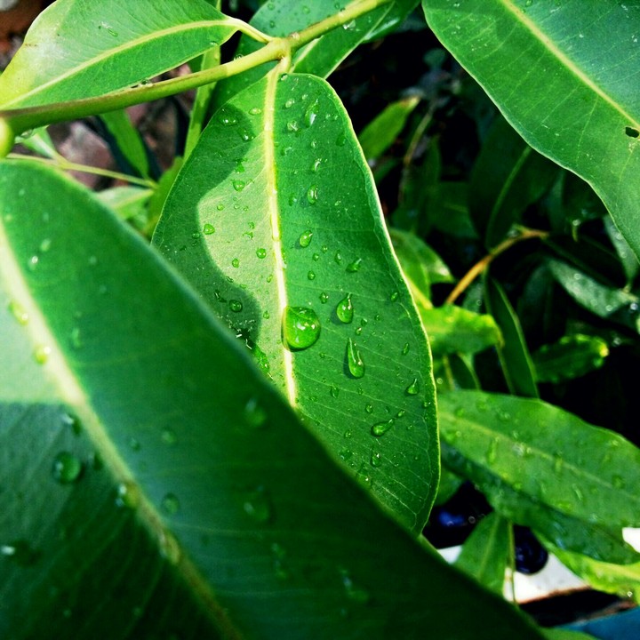 Gotas D'agua