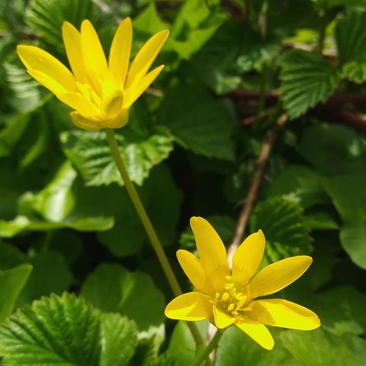 yellow flowers