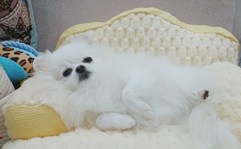 papéis de parede fur, pomeranian