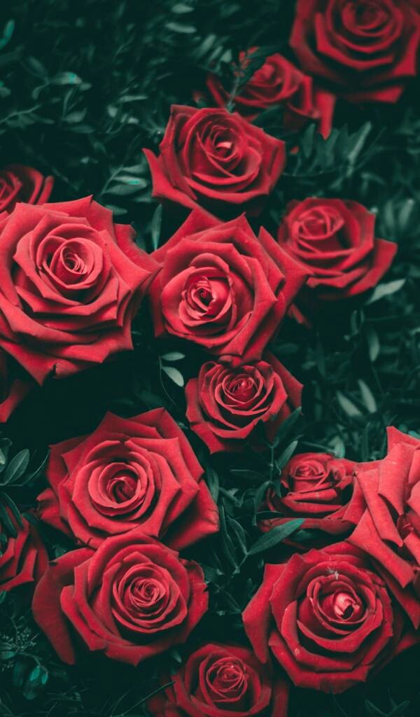 Flores 