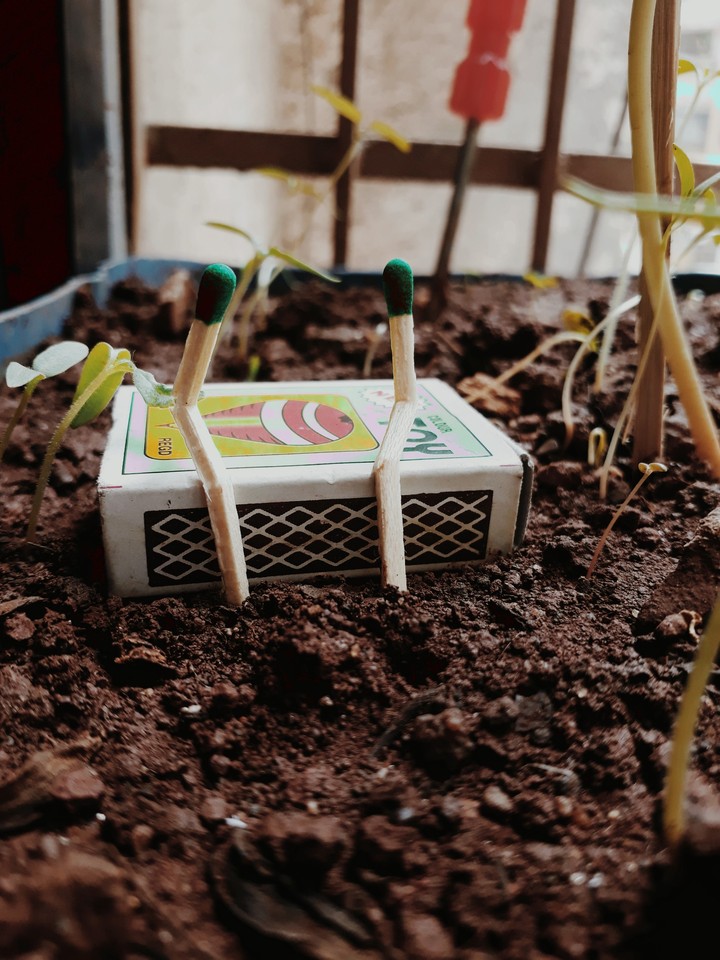 matchstick photography