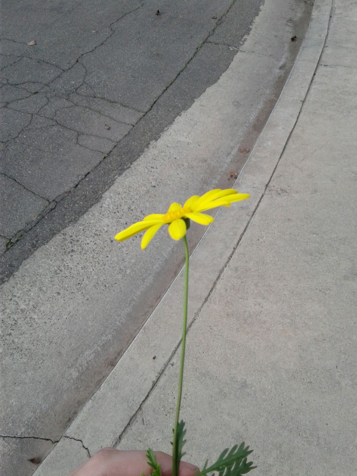 sideways flower