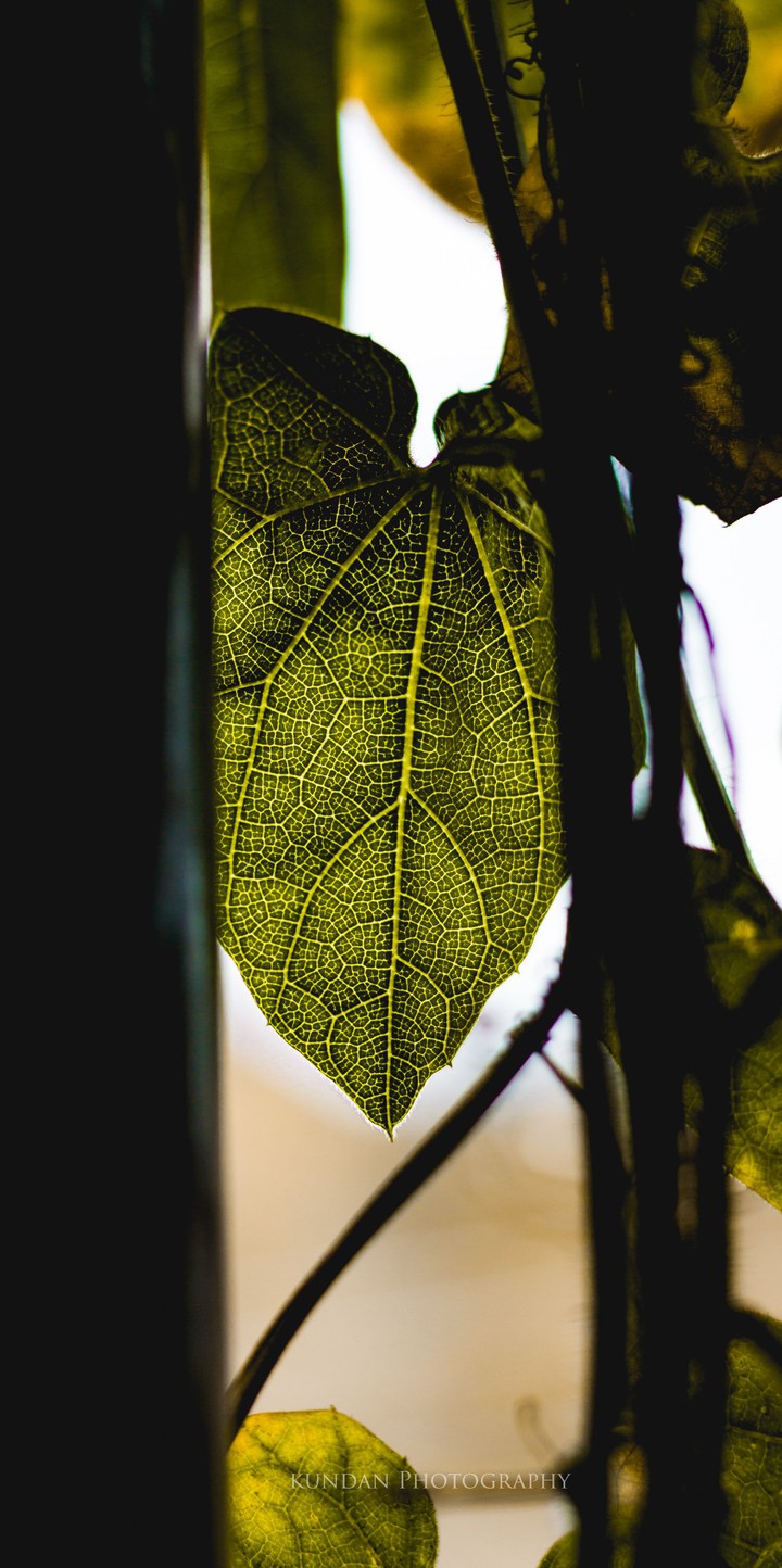 leaf