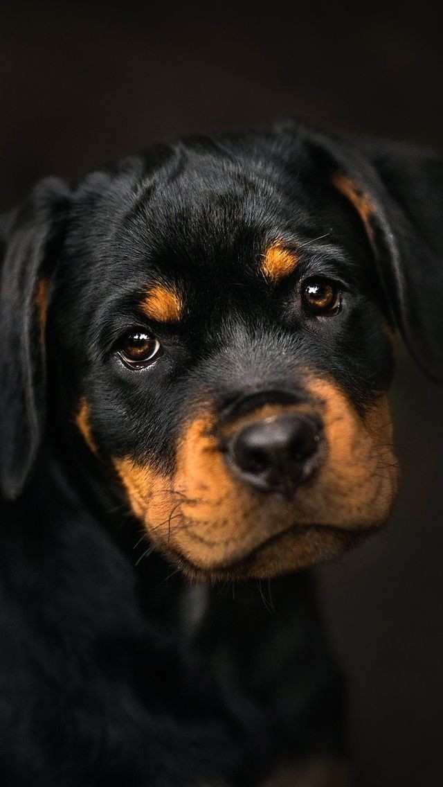 cute rottweiler