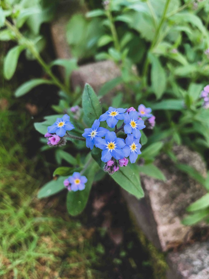 flower
