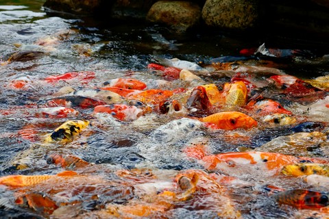 sfondi watercourse, liquid