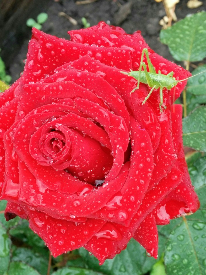 rose and grasshopper