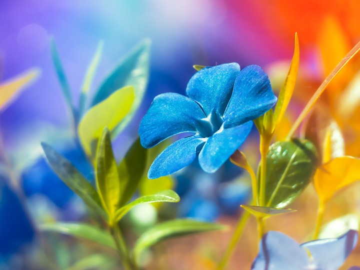 flower