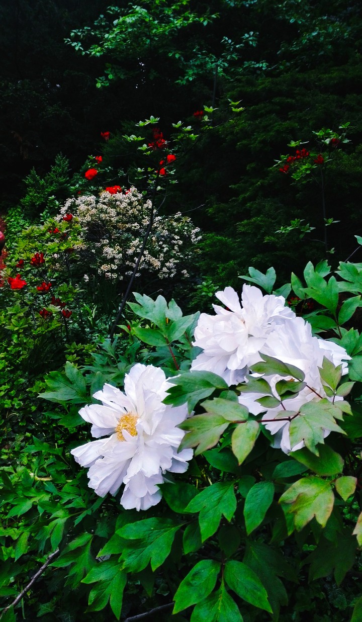 White flowers