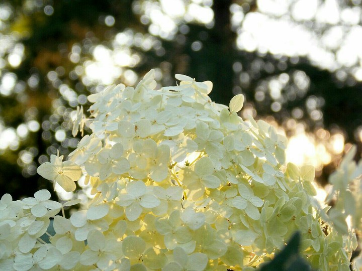 flowers