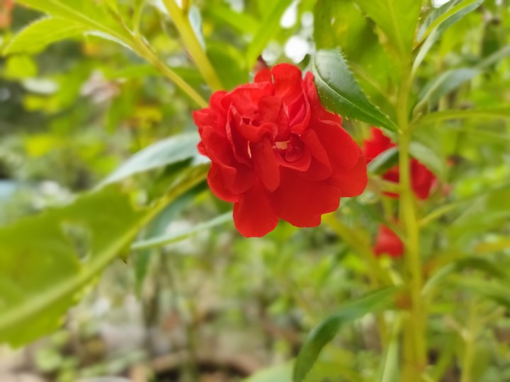Red Balsam