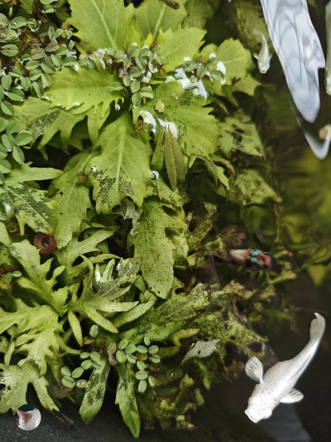 bryophyte, herb háttérképek