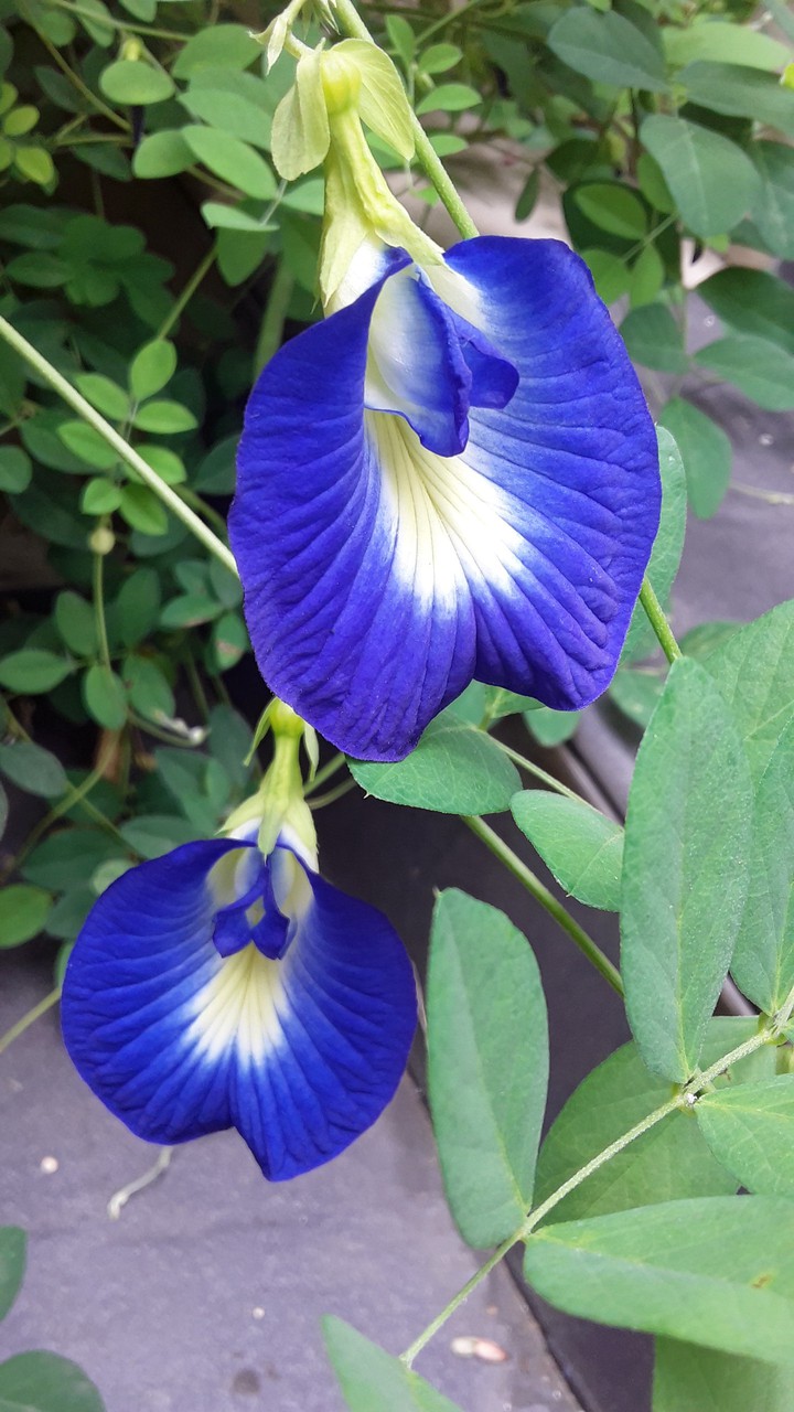 Blue Blossom.
