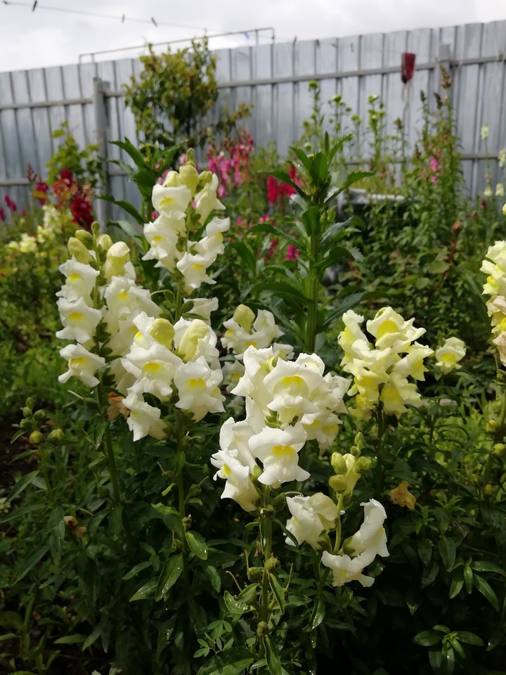 flowers