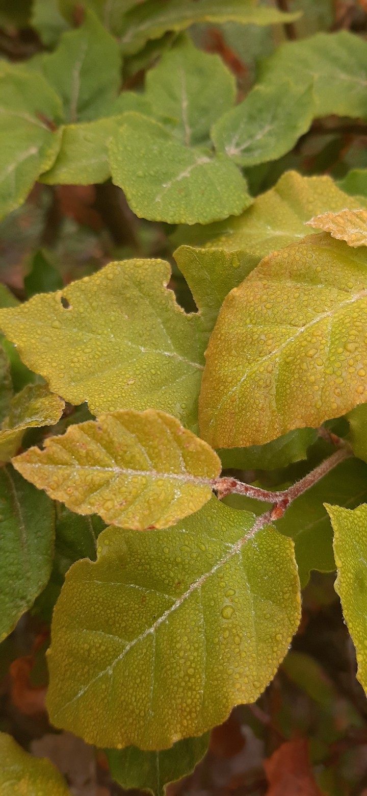 autumn is coming