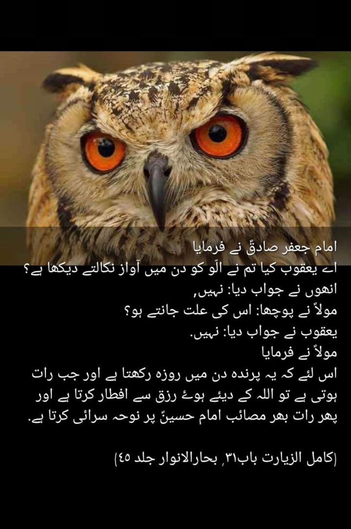 "Facts about Owl"