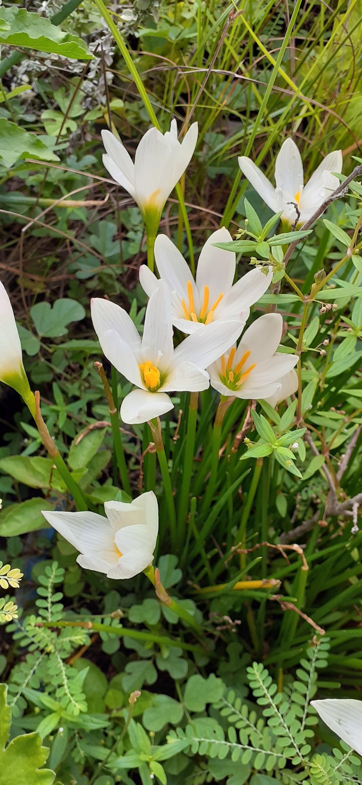 flowers 4