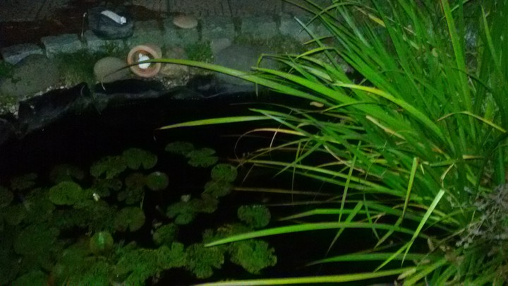 Gartenteich bei Nacht