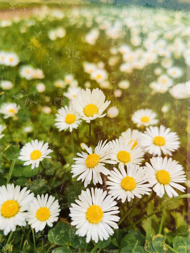 Flower field.