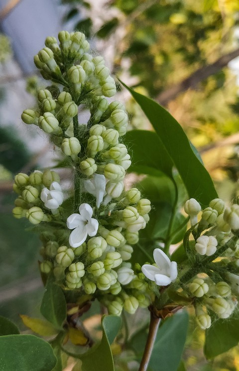 morning, tree वॉलपेपर