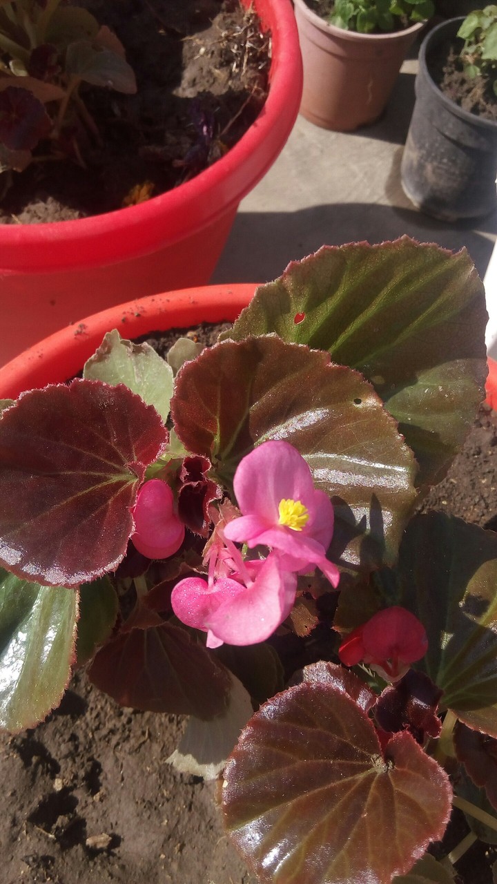 Garden Family