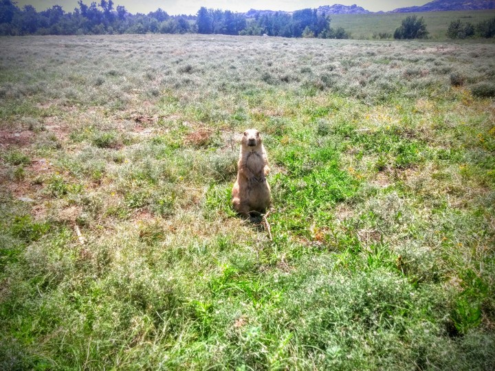 Prarie dog