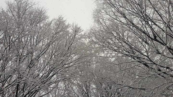 White. 白い。