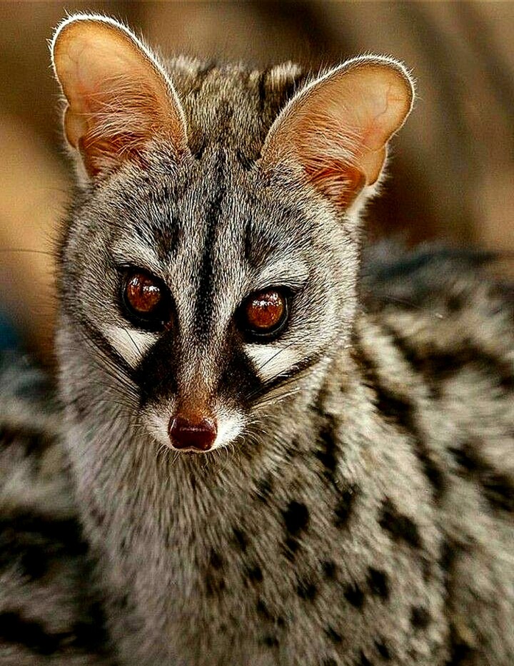 The Genet Cat N Africa and Europe