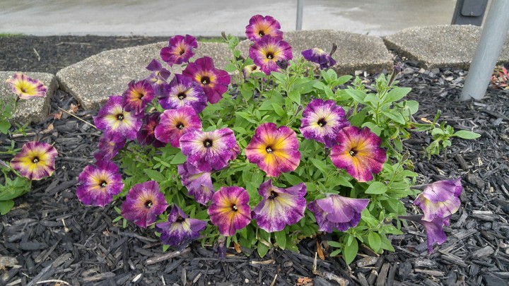 Flowers at Dorney