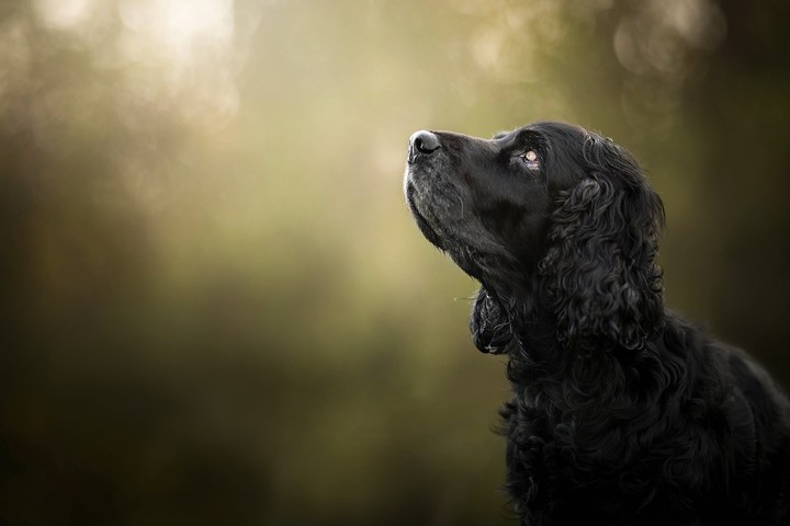 Cokerspaniel