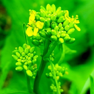 mustard