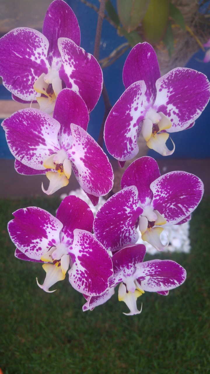 flores