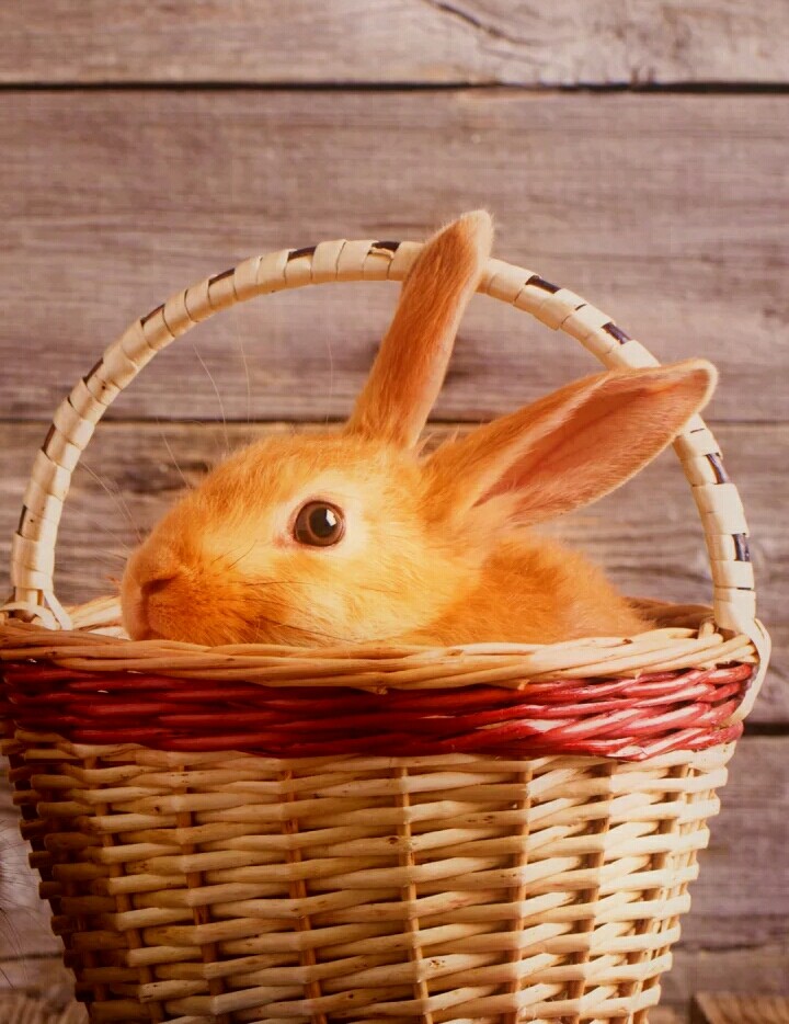 cute Rabbit ..!!!