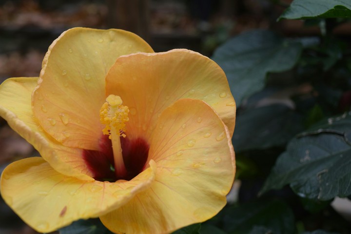 Chinese hibiscus